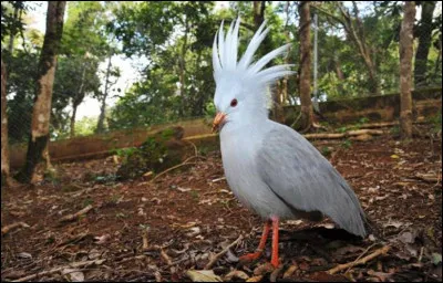 Quel oiseau apercevons-nous ici ?
