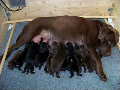 Combien de chiots peut-il y avoir dans une même portée ?