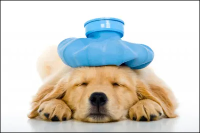 Que ne mange pas un chien ?