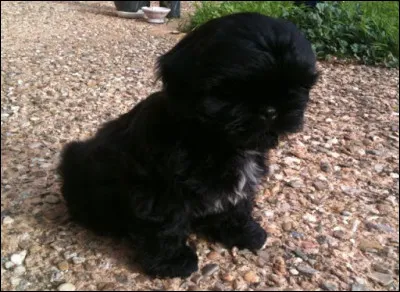 Quelle est la race du chien sur la photo numéro 7 ?