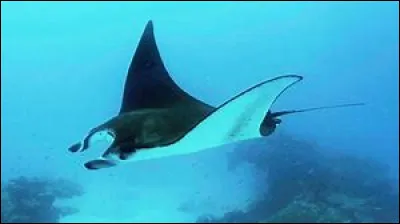 Quelle note de musique correspond phon&eacute;tiquement &agrave; ce poisson ?