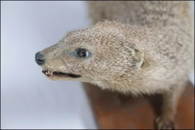 Avec le musée d'histoire naturelle, nous partons en Afrique.
Voici la mangouste ichneumon qui vit sur ce continent. Quel autre nom porte-t-elle ?