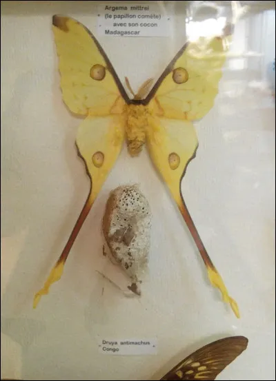 Le papillon en photo t'amène à la dernière étape africaine de ton périple. D'où vient-il ? (Petit indice, cette destination est aussi le titre d'un dessin animé.)