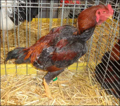 Quels sont le nom et la variété de la race de ce coq ?