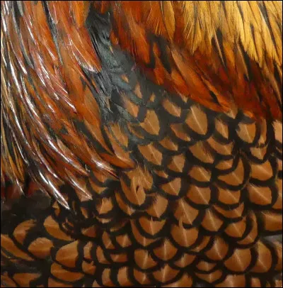 Devinez, à partir du dessin de la poitrine, la race et la variété de ce coq.