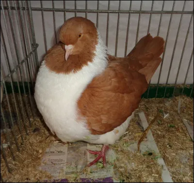 Quelles sont la variété et la race de ce pigeon ?