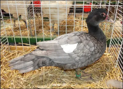 Quel est le nom de la race et de la variété de ce canard (femelle) ?