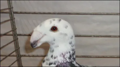 Devinez la race de ce pigeon, rien qu'en regardant cette tête typique de la race.