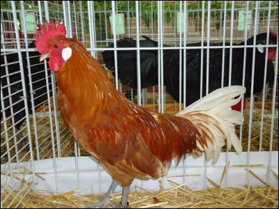 Quelles sont la race et la variété de ce coq ?