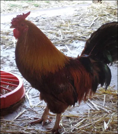 Quelle est la race de ce coq ?