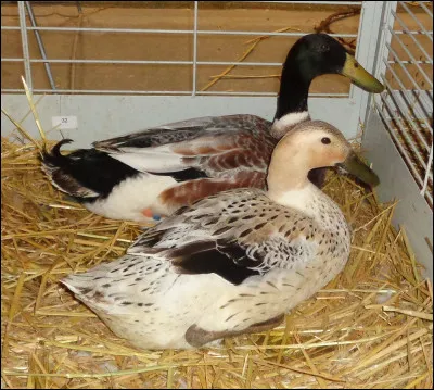 Quel est le nom de cette variété ? (canard)