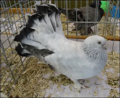 Quelle est la race de ce pigeon ?