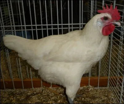 Quelle est cette race de poule ?