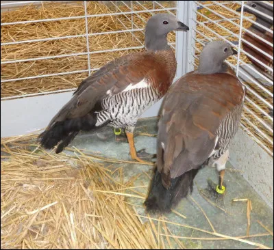 Quelle est cette espèce d'oie d'ornement ?