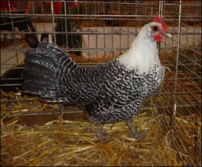 Quelle est cette race de poule ?