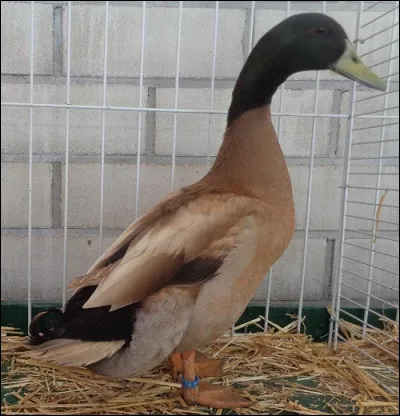 Quel est le nom exact de cette race de canard ?