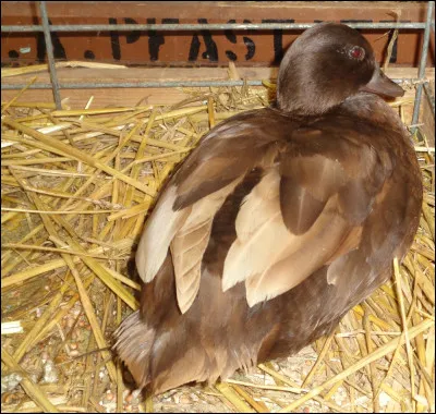 Quel est le nom de cette variété de coloris ? (canard)