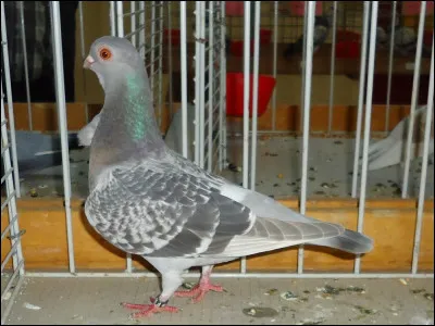 Quels sont le nom et la variété de cette race ? (pigeon)