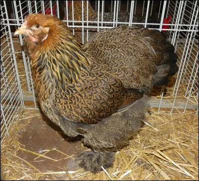 Quel est le nom de cette variété de coloris ? (poule)