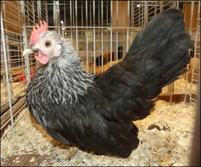 Quels sont le nom et la variété de cette race de poule ?