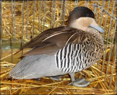 Quelle est cette espèce de canard d'ornement ?