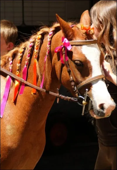 Observez ce cheval. Quelles sont ces choses qui ornent sa tête ?