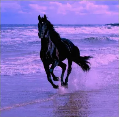 Observez ce cheval. Il galope dans/sur...