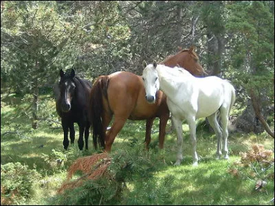 Observez ces chevaux. Combien y en a-t-il sur l'image ?