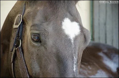 Observez ce cheval. Qu'a-t-il sur le chanfrein ?