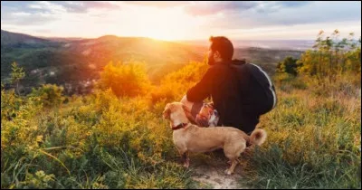 Un chien qui remue la queue, mouvement rapide et chaotique,signifie :