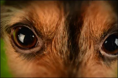 La vision du chien :
