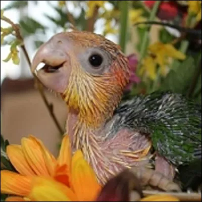 Et ça fait marrer les oiseaux qui s'envolent !