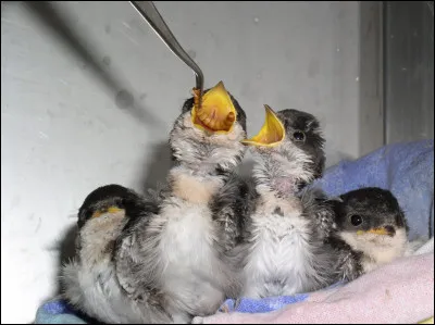 Rossignol, rossignol de mes amours !