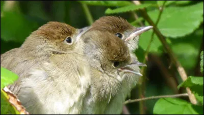 On m'appelle l'hirondelle du faubourg !