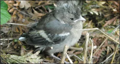 Comme une mouette blanche - Je t'ai suivi - Vers un autre univers - Comme ces oiseaux !