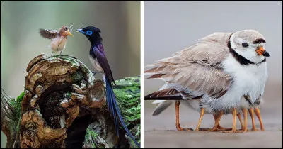 Par-dessus l'étang, soudain j'ai vu - Passer les oies sauvages !