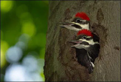 Ouvrez, ouvrez la cage aux oiseaux !