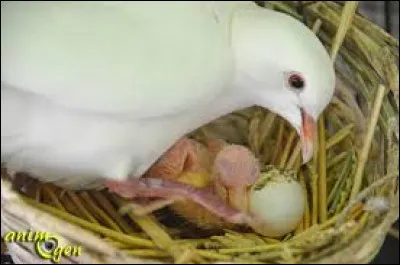 Comme un enfant aux yeux de lumière - Qui voit passer au loin les oiseaux !