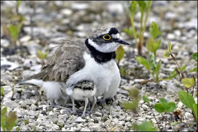 On entend la conversation - D'la volaille qui fait l'opinion !