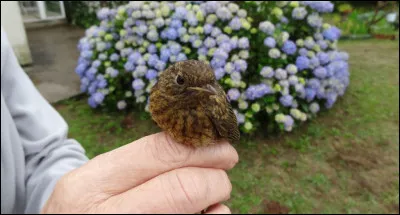 Il neige sur le lac Majeur, les oiseaux-lyres sont en pleurs !
