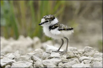 Je reste avec les étoiles de mer - Les oiseaux des terres amères !