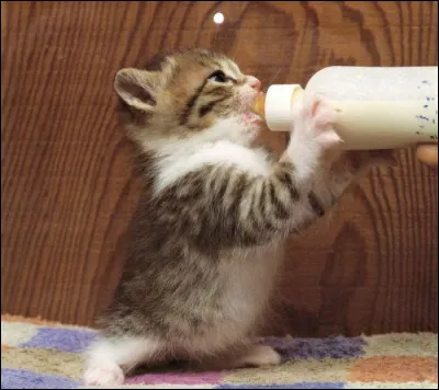 Pour revenir aux animaux, lequel préfères-tu ?