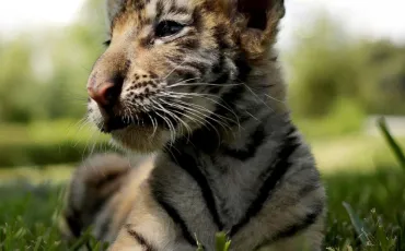 Quiz Animaux