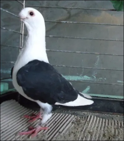 Quelle est la race de ce pigeon ?