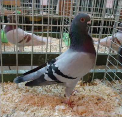 Quelles sont la race et la variété de ce pigeon ?