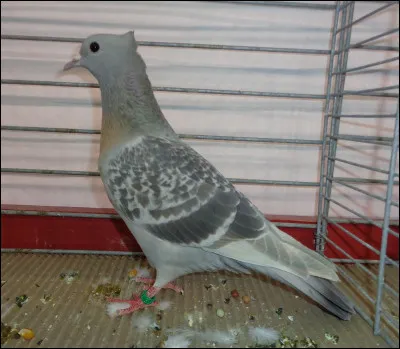 Comment se nomme cette variété de pigeon ?