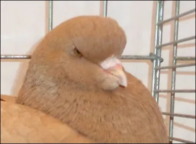 Devinez la race de ce pigeon, en regardant cette tête typique.