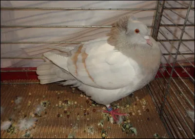 Quelle est la race de ce pigeon ?