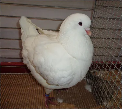 Quelle est la race de ce pigeon ?