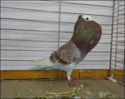Quelle est la race de ce pigeon ?